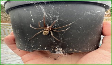 Discover The Fascinating World Of Pregnant House Spiders